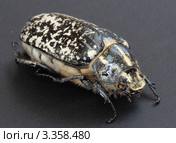 Мраморный хрущ (Polyphylla fullo) на тёмном фоне. Стоковое фото, фотограф Виталий Гулай / Фотобанк Лори