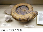 Раковина головоногого моллюска. Аммонит спитоницерас, Speetoniceras versicolor, Trautschold. Ранний мел, готерив. Ульяновская область (2012 год). Редакционное фото, фотограф Щеголева Ольга / Фотобанк Лори