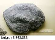 Листья папоротника пекоптериса Pecopteris plumosa Artis. Карбон, США. Палеонтологический музей им. Ю.А.Орлова, Москва (2012 год). Редакционное фото, фотограф Щеголева Ольга / Фотобанк Лори
