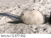 Заяц-беляк на снегу (Lepus timidus) Стоковое фото, фотограф Щеголева Ольга / Фотобанк Лори
