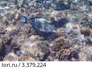 Рыба-хирург (Acanthurus Sohal) Красное море, Египет. Стоковое фото, фотограф Роман Прохоров / Фотобанк Лори