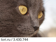 Портрет кошки породы русская голубая крупным планом. Стоковое фото, фотограф Лев Соловьев / Фотобанк Лори