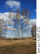 Четыре берёзки, Беларусь (2012 год). Стоковое фото, фотограф Марина Шатерова / Фотобанк Лори