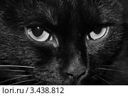 Кот. Стоковое фото, фотограф Анастасия Шипилова / Фотобанк Лори