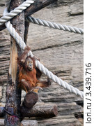 Суматранский орангутан (Sumatran orangutan, Pongo pygmaeus abelii) Стоковое фото, фотограф Щеголева Ольга / Фотобанк Лори