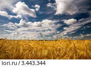Пейзаж с полем пшеницы и облаками, урожай. Стоковое фото, фотограф Алексей Строганов / Фотобанк Лори