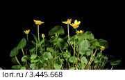Лютики (Ranunculus ficaria) (Ficaria verna), таймлапс. Стоковое видео, видеограф Артем Поваров / Фотобанк Лори