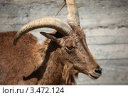 Муфлон (Ovis musimon) Стоковое фото, фотограф Татьяна Лата / Фотобанк Лори