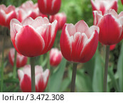 Тюльпаны, сорт "Лин ван дер Марк" крупным планом (Tulip Leen van der Mark) Стоковое фото, фотограф Ирина Водяник / Фотобанк Лори