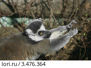 Кошачий лемур ест свежие листочки (лат. Lemur catta) Стоковое фото, фотограф Валерия Попова / Фотобанк Лори