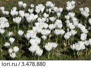 Клумба белых крокусов. Шафраны белые, Crocus. Стоковое фото, фотограф Маргарита Герм / Фотобанк Лори