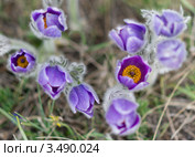 Сон-трава. Стоковое фото, фотограф Павел Широков / Фотобанк Лори