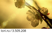 Цветение абрикосового дерева, крупный план. Стоковое видео, видеограф ILLYCH / Фотобанк Лори