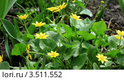 Желтые лютики (Ranunculus ficaria) (Ficaria verna) Стоковое видео, видеограф Артем Поваров / Фотобанк Лори