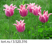 Тюльпаны, сорт "Мейтайм" (Tulip Maytime) Стоковое фото, фотограф Ирина Водяник / Фотобанк Лори
