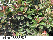 Листья фикуса (Ficus elastica) Стоковое фото, фотограф Татьяна Белова / Фотобанк Лори