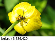 Жук усач Pachyta quadrimaculata. Стоковое фото, фотограф Елена Коромыслова / Фотобанк Лори