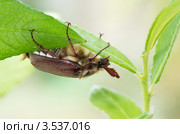 Майский жук (Melolontha vulgaris) на ветке крупным планом. Стоковое фото, фотограф Елена Коромыслова / Фотобанк Лори