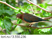 Малая горлица (Streptopelia senegalensis) Стоковое фото, фотограф Татьяна Белова / Фотобанк Лори