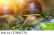 Улитки ползут по коре дерева в лучах солнца. Стоковое видео, видеограф ILLYCH / Фотобанк Лори