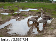 Гуси пьют воду из лужи. Стоковое фото, фотограф Ольга Денисова / Фотобанк Лори