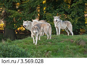 Стая волков (Canis Lupus) Стоковое фото, фотограф Василий Фирсов / Фотобанк Лори