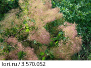 Скумпия обыкновенная (Cotinus coggigria) цветет. Розовые соцветия. Стоковое фото, фотограф Щеголева Ольга / Фотобанк Лори