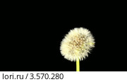 Одуванчик (Taraxacum), таймлапс. Стоковое видео, видеограф Артем Поваров / Фотобанк Лори