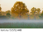 Санкт-Петербург. Утро в городском парке (2012 год). Стоковое фото, фотограф Литвяк Игорь / Фотобанк Лори