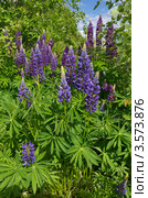 Люпины (Lupinus) Стоковое фото, фотограф Елена Коромыслова / Фотобанк Лори