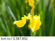Желтый ирис болотный (Iris pseudacorus) Стоковое фото, фотограф Альбина Ялунина / Фотобанк Лори