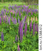 Люпины (lupinus) на лугу. Стоковое фото, фотограф Т. З. / Фотобанк Лори