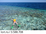 Женщина занимается подводным плаванием в прозрачной морской воде. Стоковое фото, фотограф Владимир Овчинников / Фотобанк Лори
