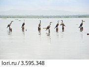 Птицы. Озеро Найваша. Кения (2012 год). Стоковое фото, фотограф E. O. / Фотобанк Лори