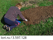 Женщина сажает лук на грядке на садовом участке. Стоковое фото, фотограф Юрий Синицын / Фотобанк Лори