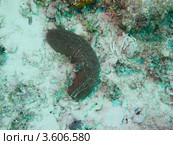 Голотурия или морская кубышка, или морской огурец. Стоковое фото, фотограф Сергей Дубров / Фотобанк Лори