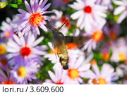 Языкан обыкновенный (Macroglossum stellatarum) собирает нектар с астры новобельгийской или виргинской (Symphyotrichum novi-belgii) Стоковое фото, фотограф Алёшина Оксана / Фотобанк Лори