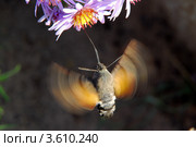 Языкан обыкновенный (Macroglossum stellatarum) собирает нектар в полете. (Малая глубина резкости) Стоковое фото, фотограф Алёшина Оксана / Фотобанк Лори