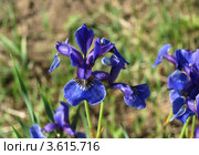 Забайкалье, ирис (Iris sanguinea Donn), распустившиеся цветы. Стоковое фото, фотограф Валерий Лаврушин / Фотобанк Лори