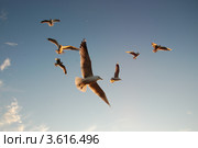 Чайки. Стоковое фото, фотограф Барская Елена Николаевна / Фотобанк Лори