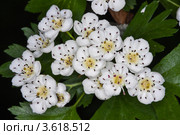 Цветы боярышника однопестичного (Crataegus monogyna) Стоковое фото, фотограф Иван Сазыкин / Фотобанк Лори