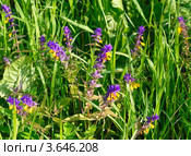 Иван-да-Марья или марьянник дубравный (Melampyrum nemorosum) Стоковое фото, фотограф Алёшина Оксана / Фотобанк Лори