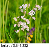 Цветущая смолёвка (Silene) Стоковое фото, фотограф Алёшина Оксана / Фотобанк Лори