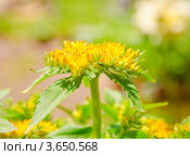 Очиток живучий (Sedum aizoon) Стоковое фото, фотограф Алёшина Оксана / Фотобанк Лори