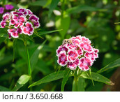 Жук восковик перевязанный (Trichius fasciatus) на цветке турецкой гвоздики (Dianthus barbatus) Стоковое фото, фотограф Алёшина Оксана / Фотобанк Лори