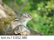 Сибирский бурундук, Азиатский бурундук (Tamias sibiricus) Стоковое фото, фотограф Некрасов Андрей / Фотобанк Лори