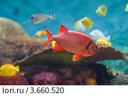 Морская красная коралловая рыба солдат гексагона ( Myripristis hexagona) плывет на фоне кораллового рифа. Стоковое фото, фотограф Ольга Липунова / Фотобанк Лори