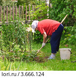Женщина пропалывает  грядку. Стоковое фото, фотограф Алёшина Оксана / Фотобанк Лори
