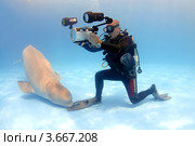 Видеооператор снимает кита Белуху (2010 год). Редакционное фото, фотограф Некрасов Андрей / Фотобанк Лори
