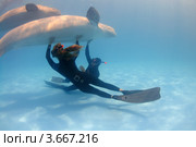 Фридайверы плавают с белухой - Delphinapterus leucas (2010 год). Редакционное фото, фотограф Некрасов Андрей / Фотобанк Лори